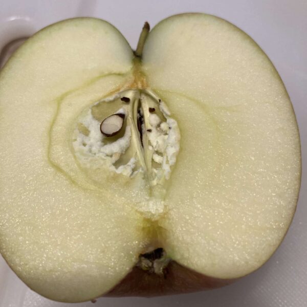 Fresh Look at What Are Those White Fluffy Things Around Some Apple Stems