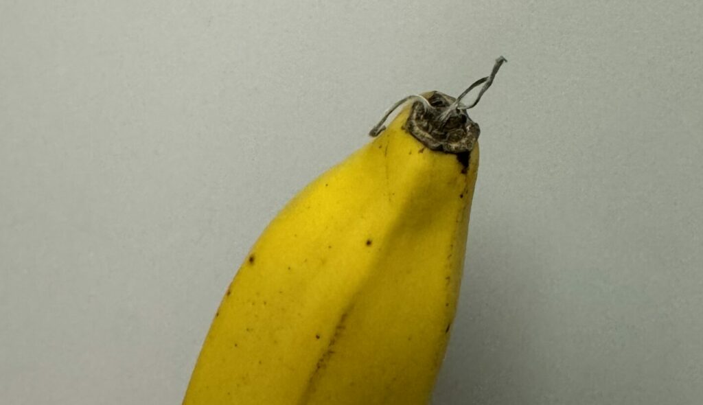 banana with little brown dried sticks at bottom