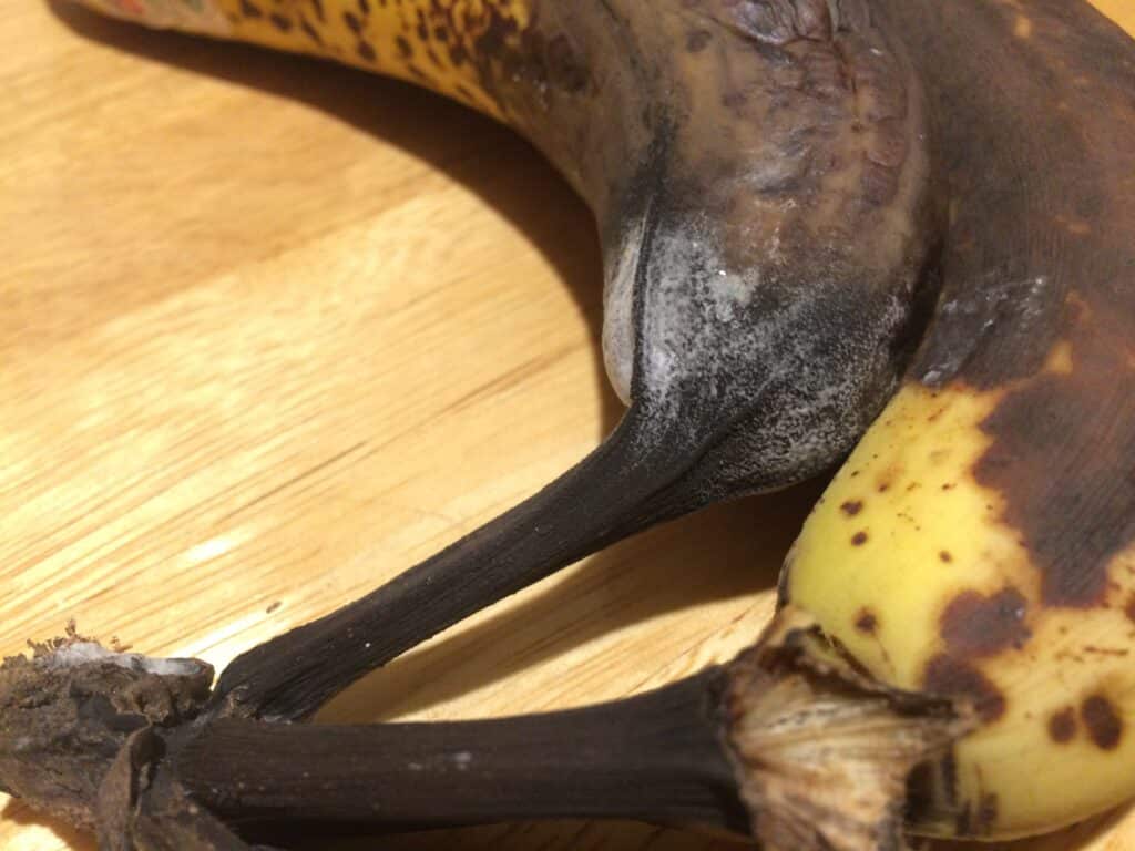 moldy banana