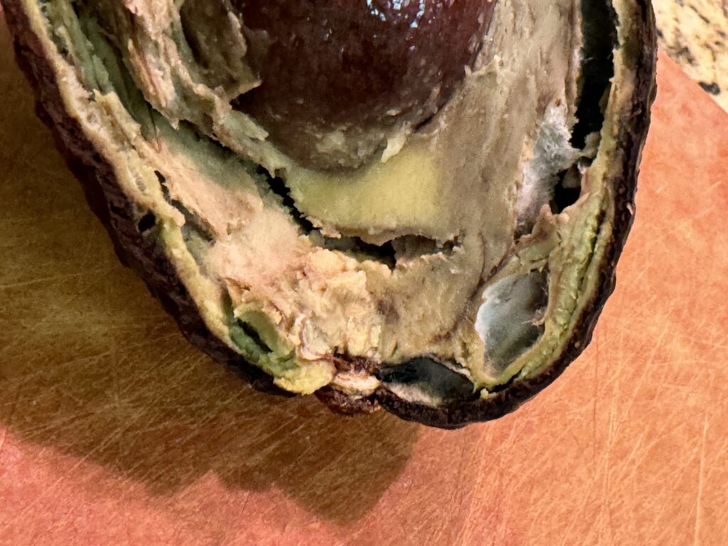 stem-end rot avocado with mold on the inside