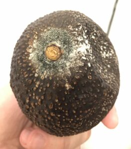 avocado moldy exterior