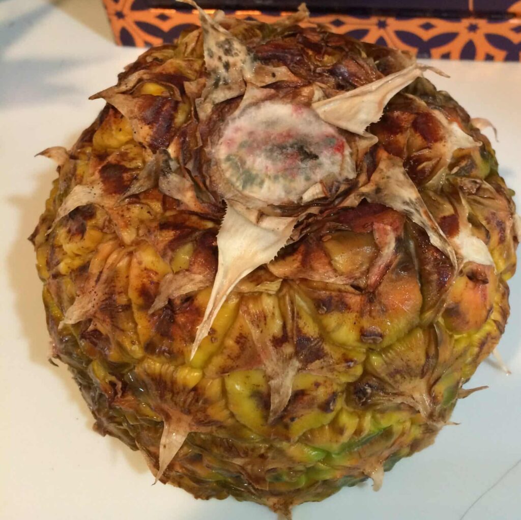 mold on bottom of pineapple