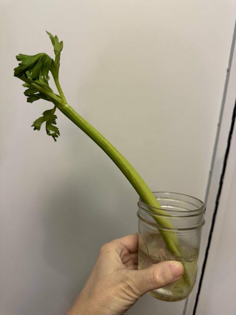 celery in glass