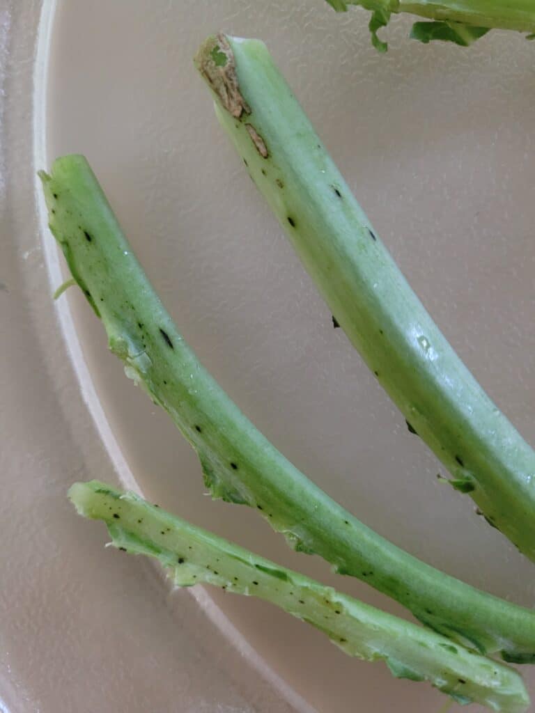 likely fungal black dots on kale stems