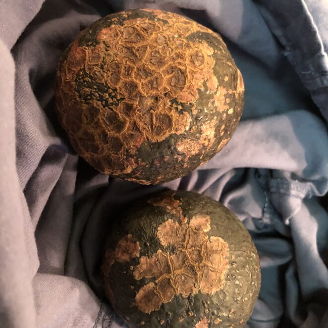 carapace avocado