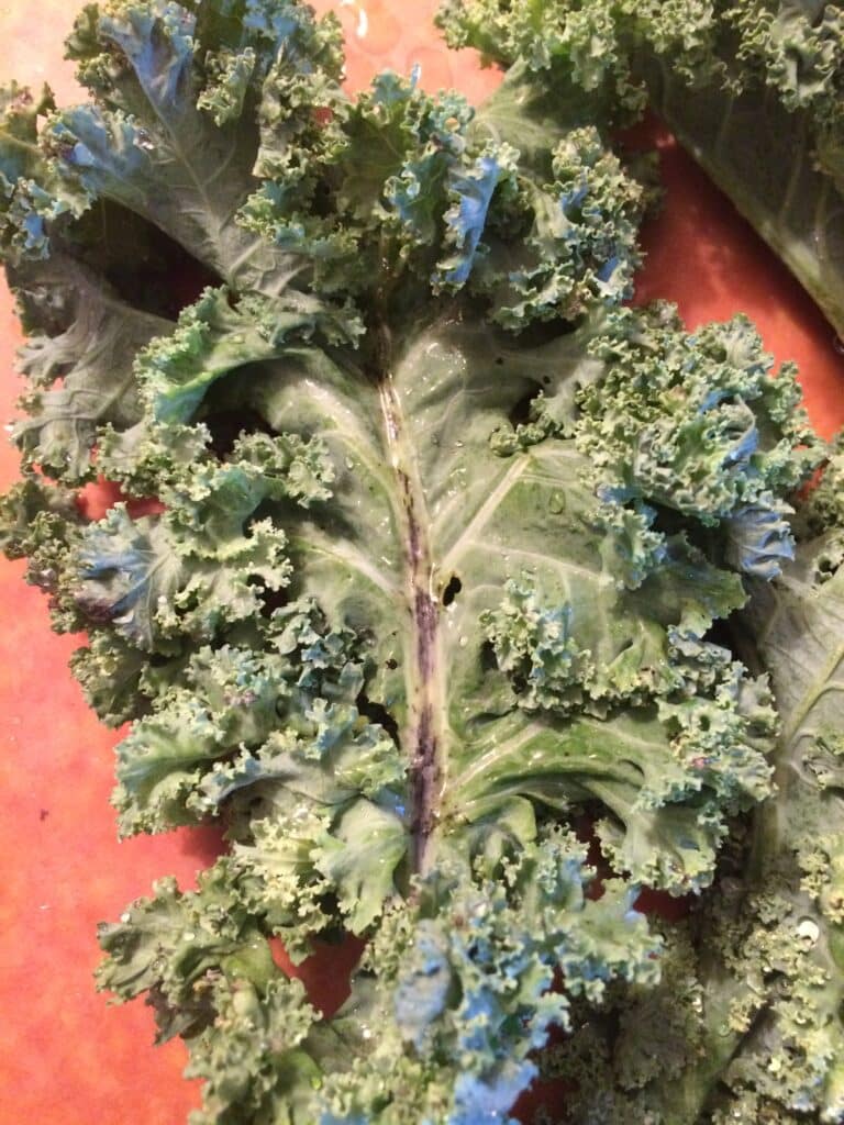 likely fungal growth on kale, fueled by water accumulating around the stem