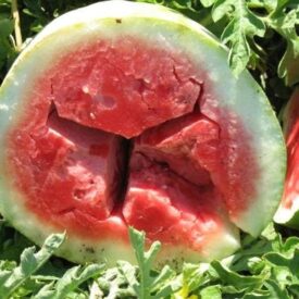hollow heart watermelon