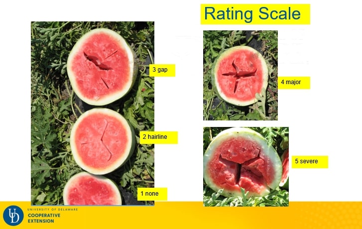 hollow heart watermelon scale