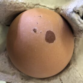 uneven brown egg pigment and calcium carbonate deposits