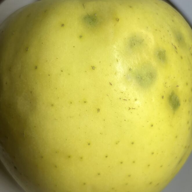 stinkbug apple