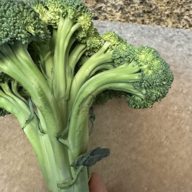 floppy broccoli