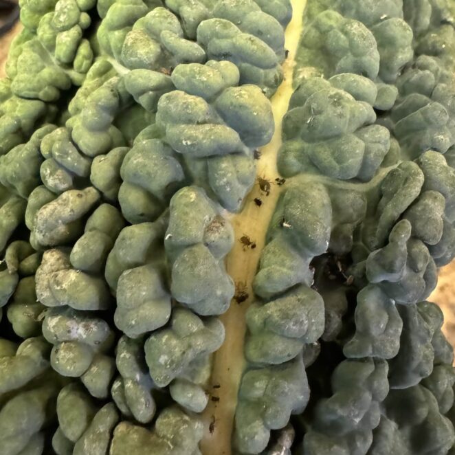 aphids on kale