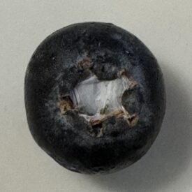 netting tucked into blueberry