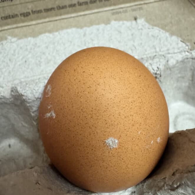 egg with carton bits stuck to it