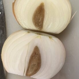 onion center rot