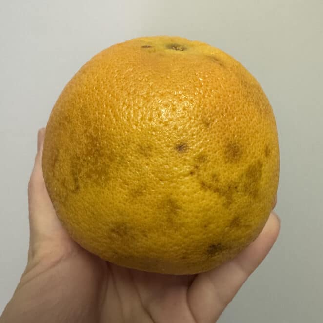 brown spots on grapefruit peel
