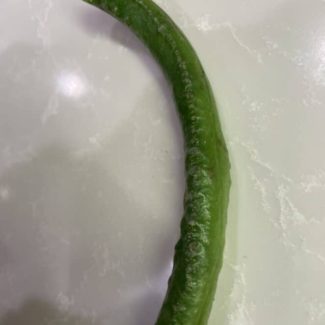 Strange, odd markings on green bean